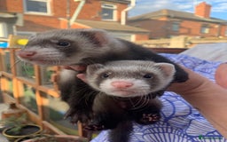 Ferret rodents for sale: 1 Boys available  - Image 2