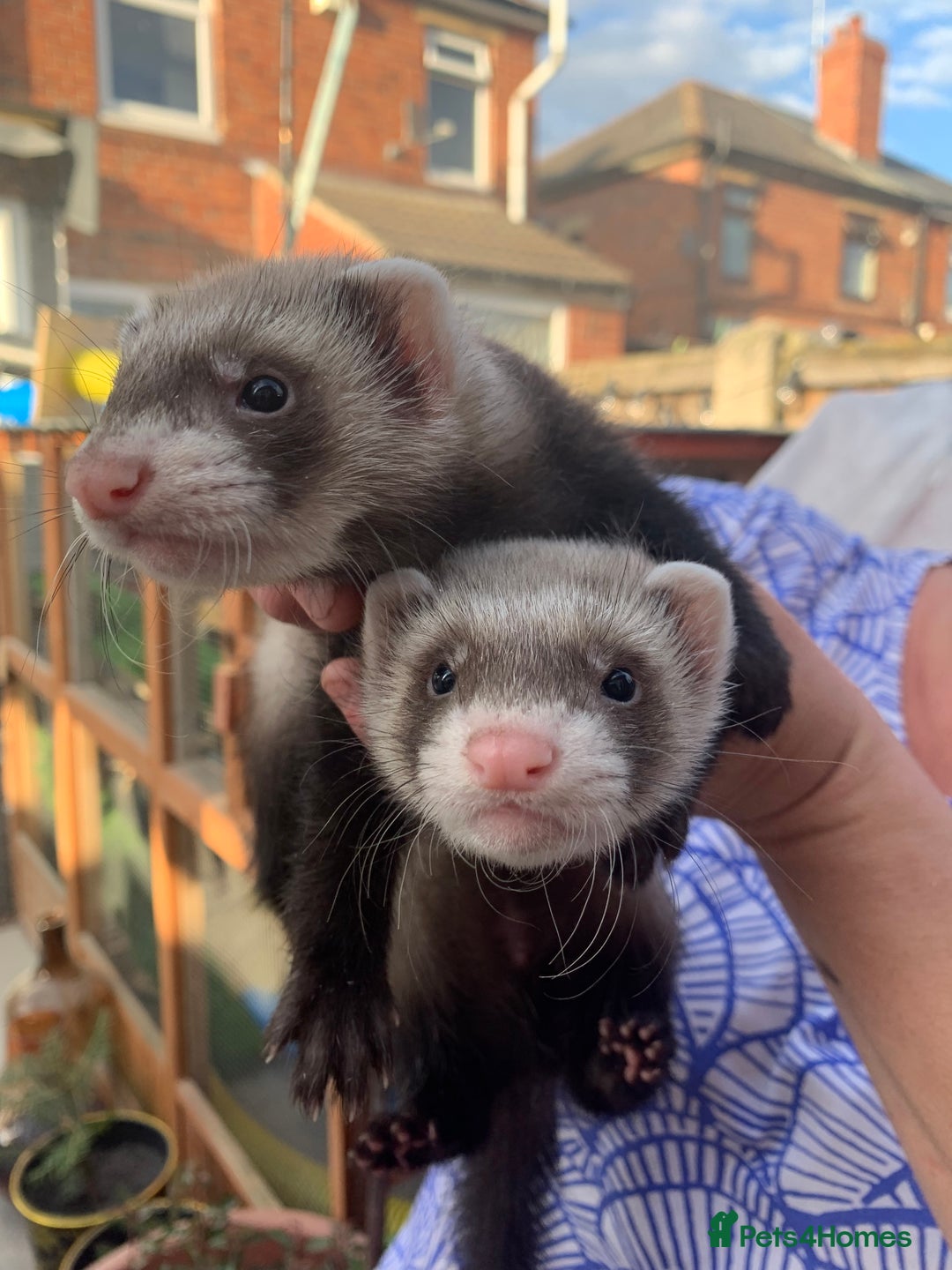 Ferret rodents for sale: 1 Boys available  - Image 2