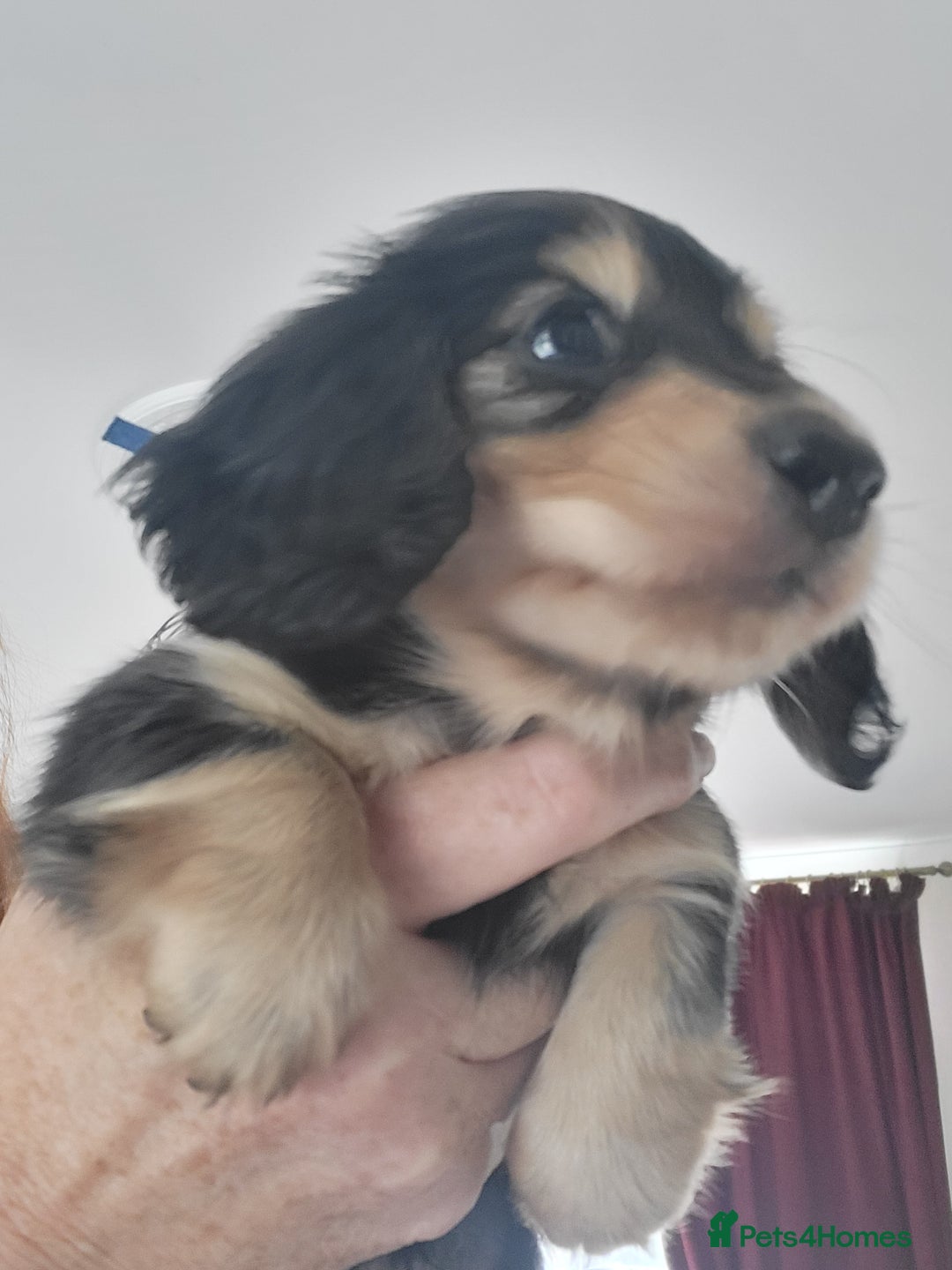 Miniature Dachshund dogs for sale: KC Black and Cream  long haired  - Image 17