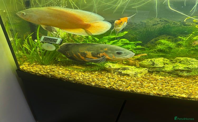 Cichlids fish - Advert 1