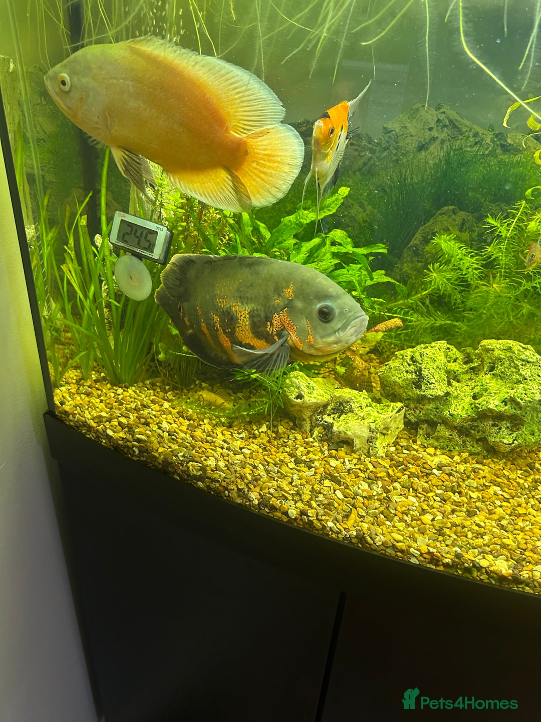 Cichlids fish for sale: Pair of Oscar’s for sale  - Image 1