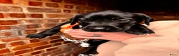 Mixed Breed dogs for sale: Staffydor  - Advert 13