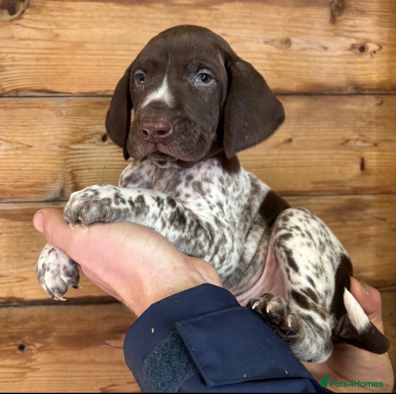 German Shorthaired Pointer dogs for sale: 🏆Exceptional GSP Puppies🏆 - Advert 9
