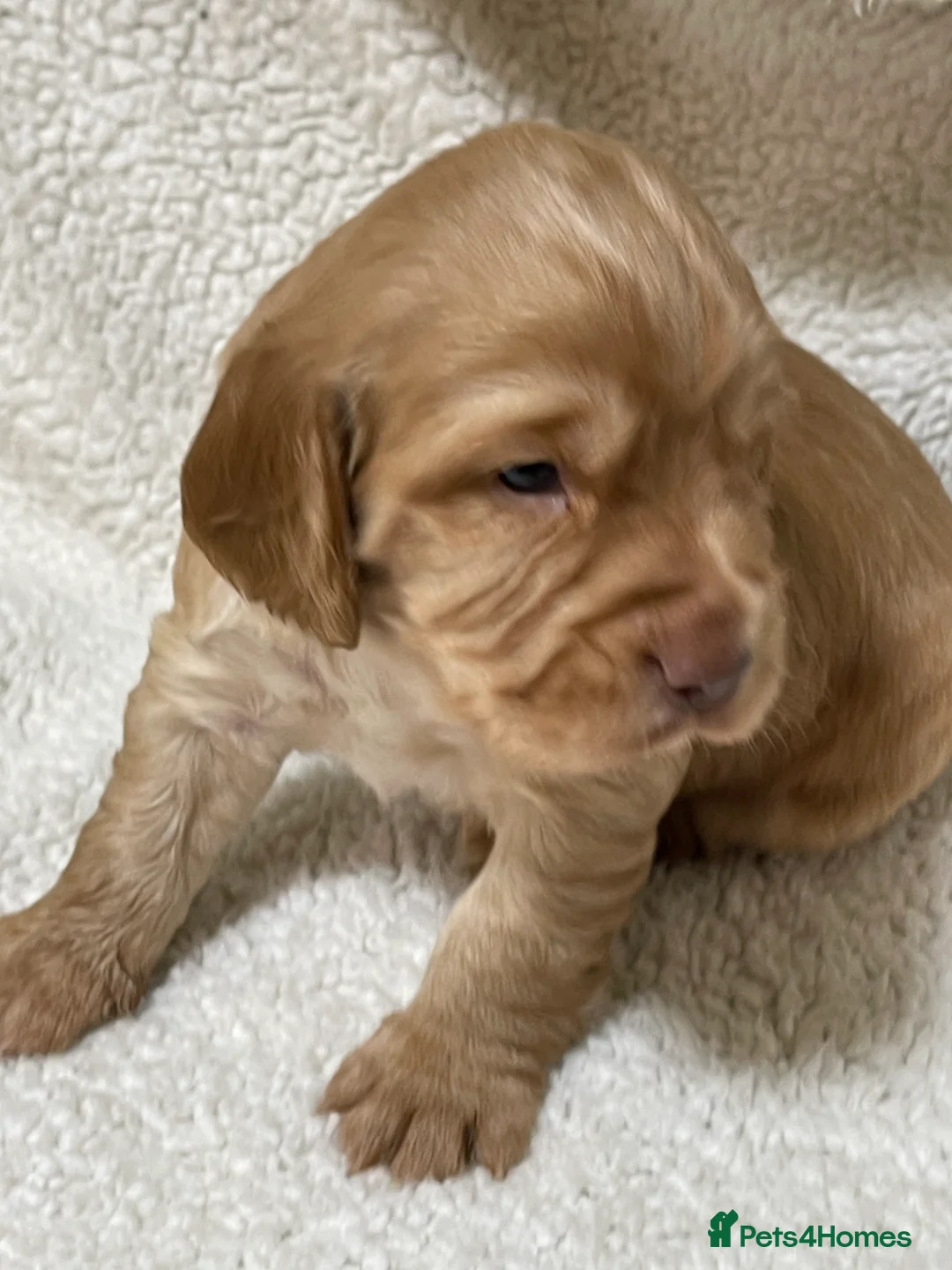 Cocker Spaniel dogs for sale: Working cocker spaniels - Advert 20