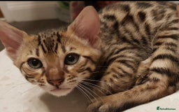 Bengal cats for sale: Bengal kittens last girl available  - Advert 19