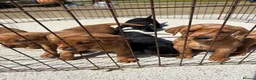 Labrador Retriever dogs for sale: Labrador puppy’s health tested  - Advert 9