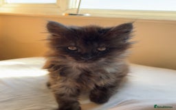 Maine Coon cats for sale: Now sold. TICA black smoke boy looking for a home - Image 11