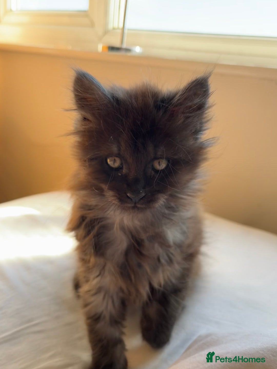 Maine Coon cats for sale: Now sold. TICA black smoke boy looking for a home - Image 11