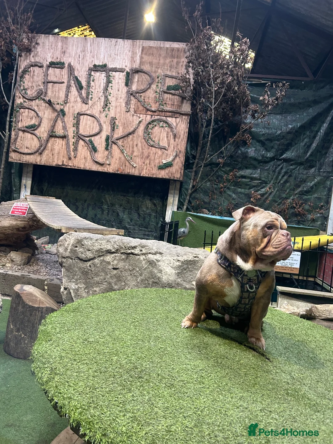 Olde English Bulldogge dogs for stud: “BIG REG” Lilac-Tri Olde English Bulldog stud  - Advert 2
