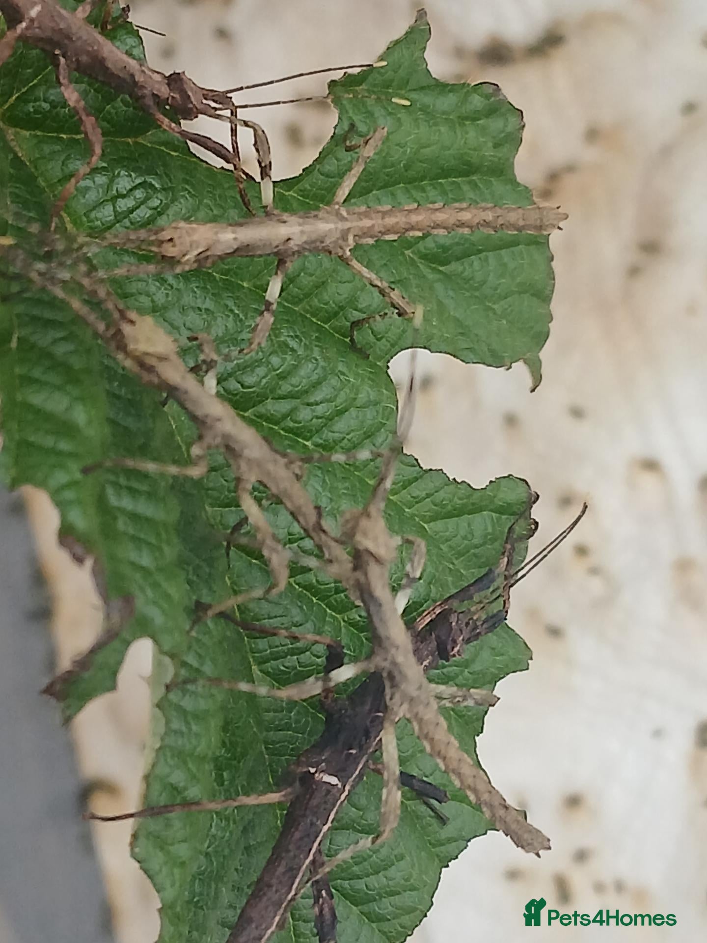 Stick Insects invertebrates Baby stick bugs from 1 month old to few days old - Advert 1