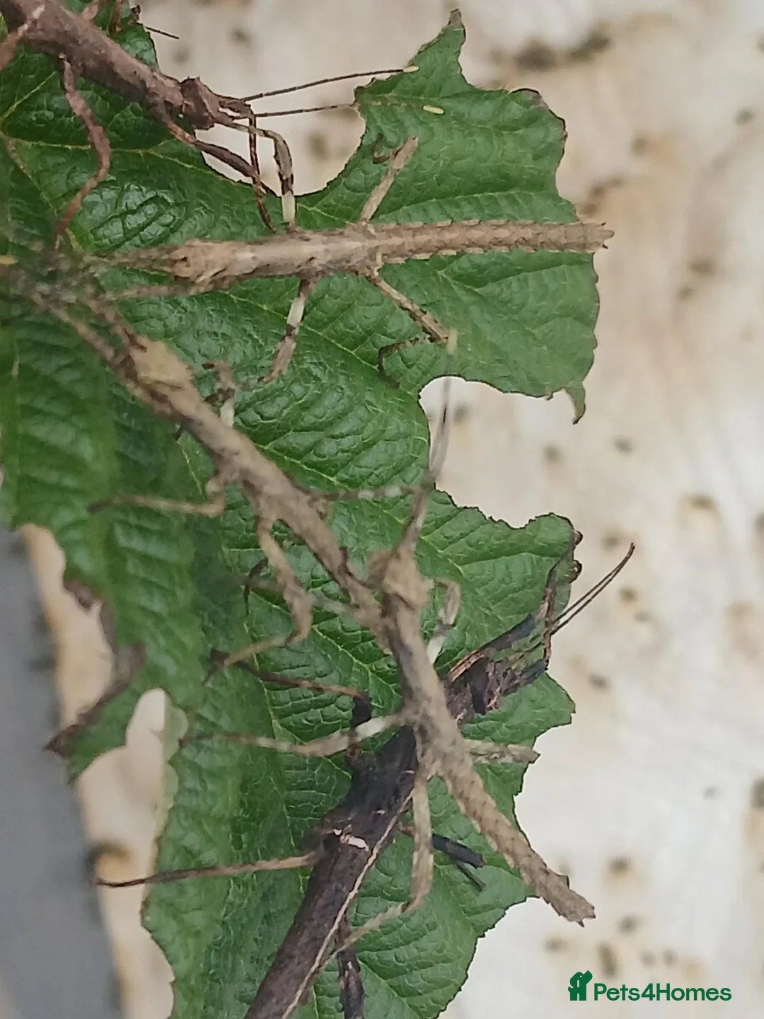 Stick Insects invertebrates for sale: Baby stick bugs from 1 month old to few days old in Hockley - Advert 1