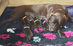 Labrador Retriever dogs for sale: Chocolate Labradors by FLASHMOUNT TENOR of TAGABEA - Image 1