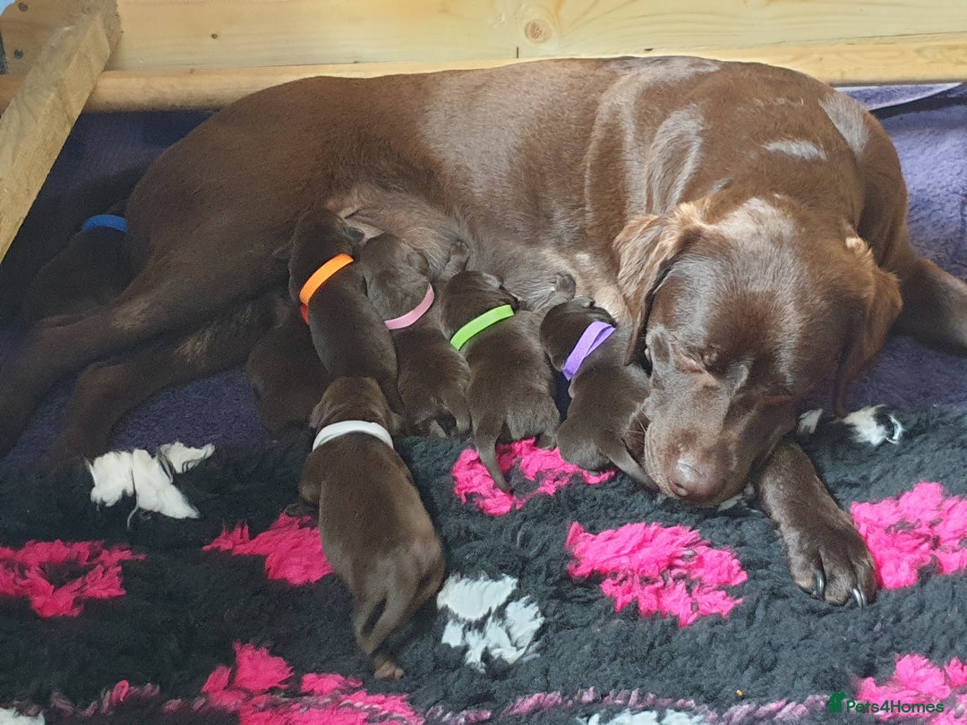 Labrador Retriever dogs for sale: Chocolate Labradors by FLASHMOUNT TENOR of TAGABEA - Image 1