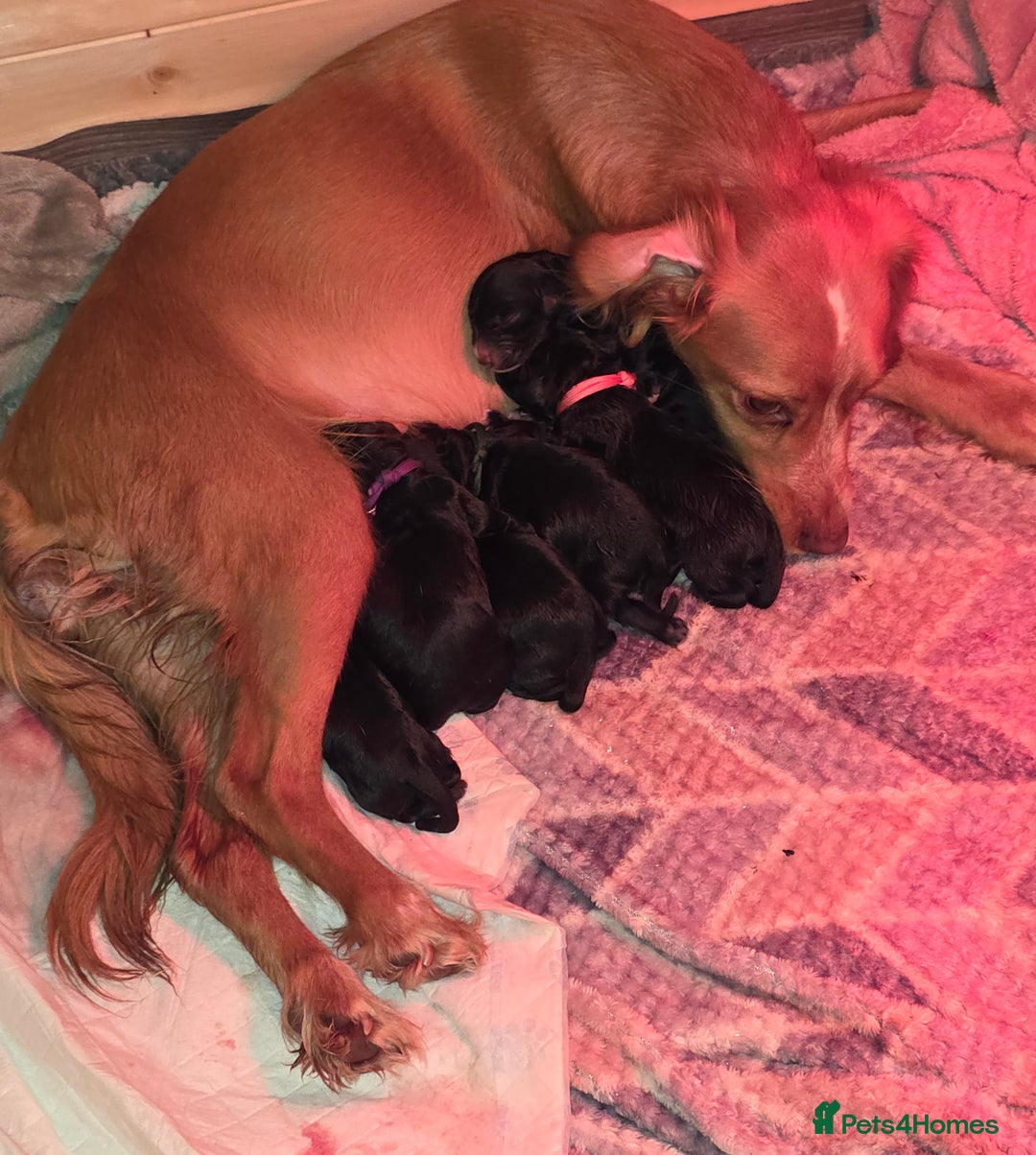 Sprocker dogs for sale: Beautiful chunky sprocker spaniel puppies  - Advert 9