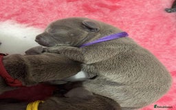 Staffordshire Bull Terrier dogs for sale: BEAUTIFUL BLUE STAFFY PUPPYS FOR SALE!!! - Image 3