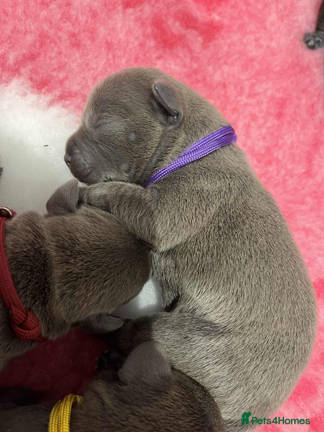 Staffordshire Bull Terrier dogs for sale: BEAUTIFUL BLUE STAFFY PUPPYS FOR SALE!!! - Image 3