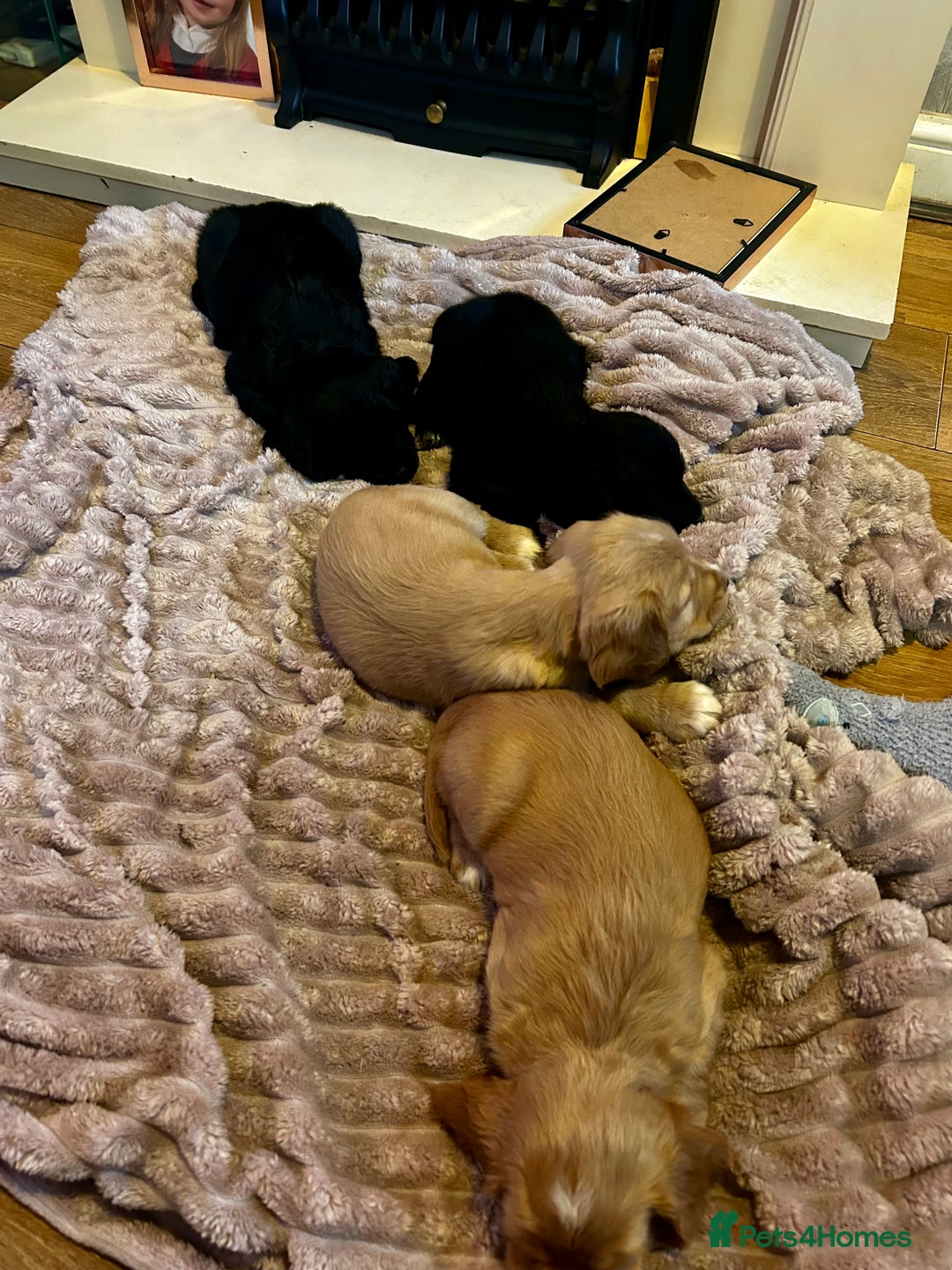 Cocker Spaniel dogs for sale: 2 beautiful cocker spaniels out of a litter of 7 - Image 23