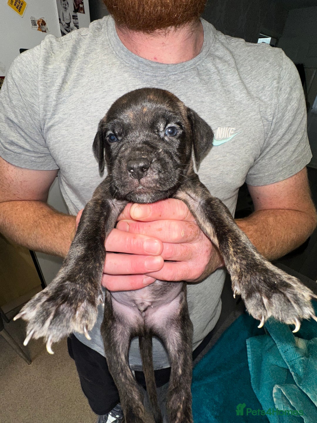 Mixed Breed dogs for sale: Cane corso X staff - Image 8