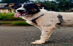 Foxhound dogs for adoption: Josie – Saved in the Final Hour - Image 5