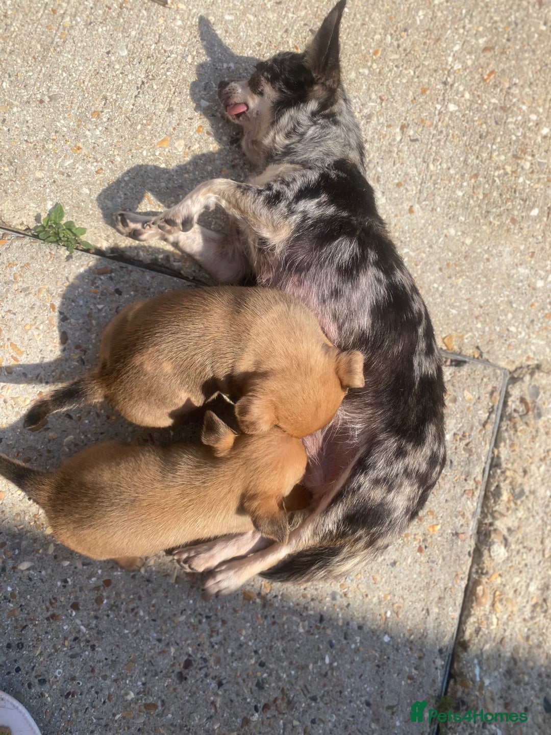 Chihuahua dogs for sale: Chihuahua boy puppy  - Image 5