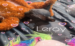 Sphynx cats for sale: 💙LITTLE BOY🩵Sphynx Kitten🩵TESTED 🐈  - Image 15