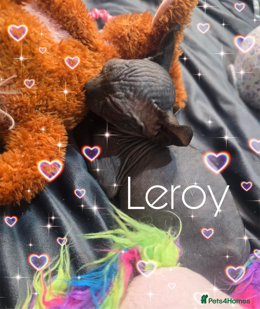 Sphynx cats for sale: 💙LITTLE BOY🩵Sphynx Kitten🩵TESTED 🐈  - Image 15