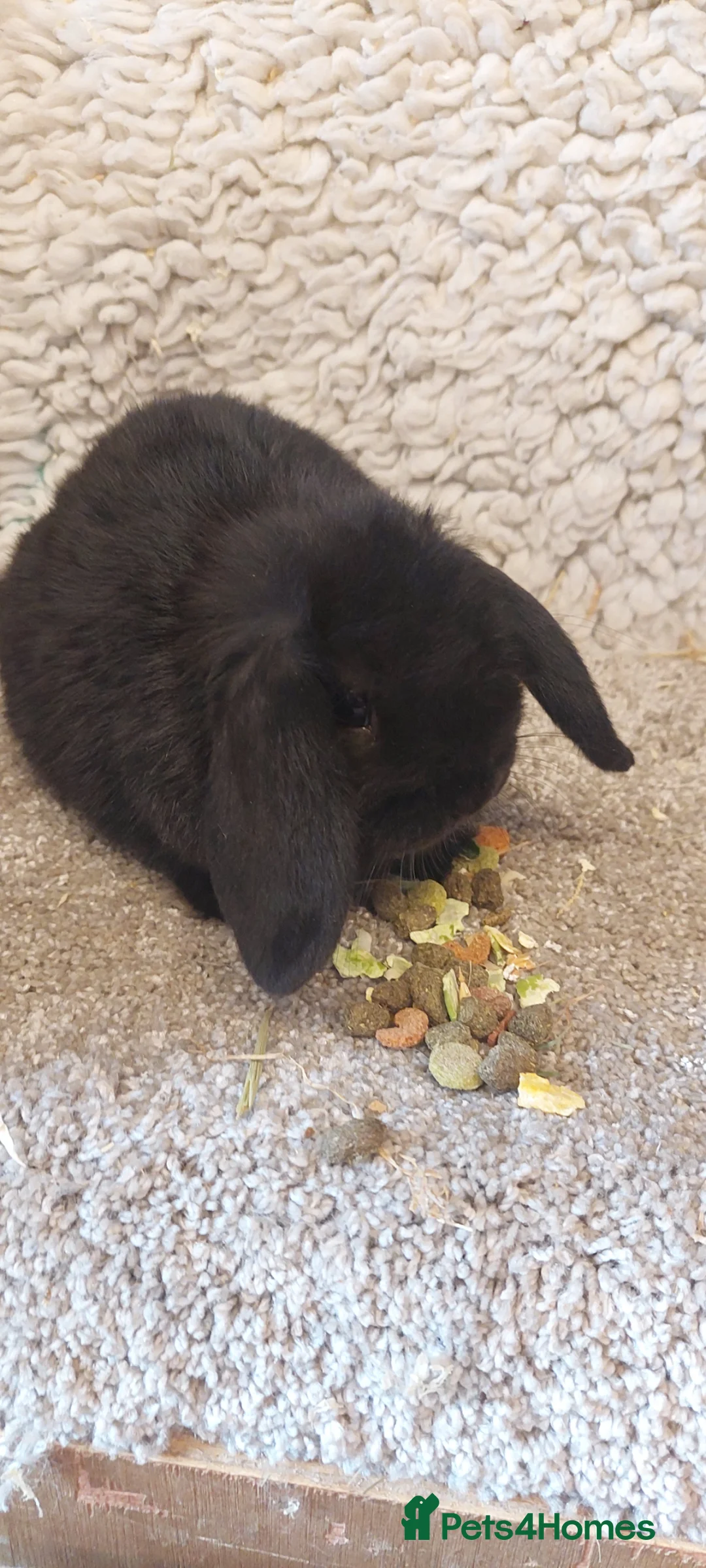 Mini Lop rabbits for sale: Extremely freindly 9week old Minilop Black Doe  - Advert 2