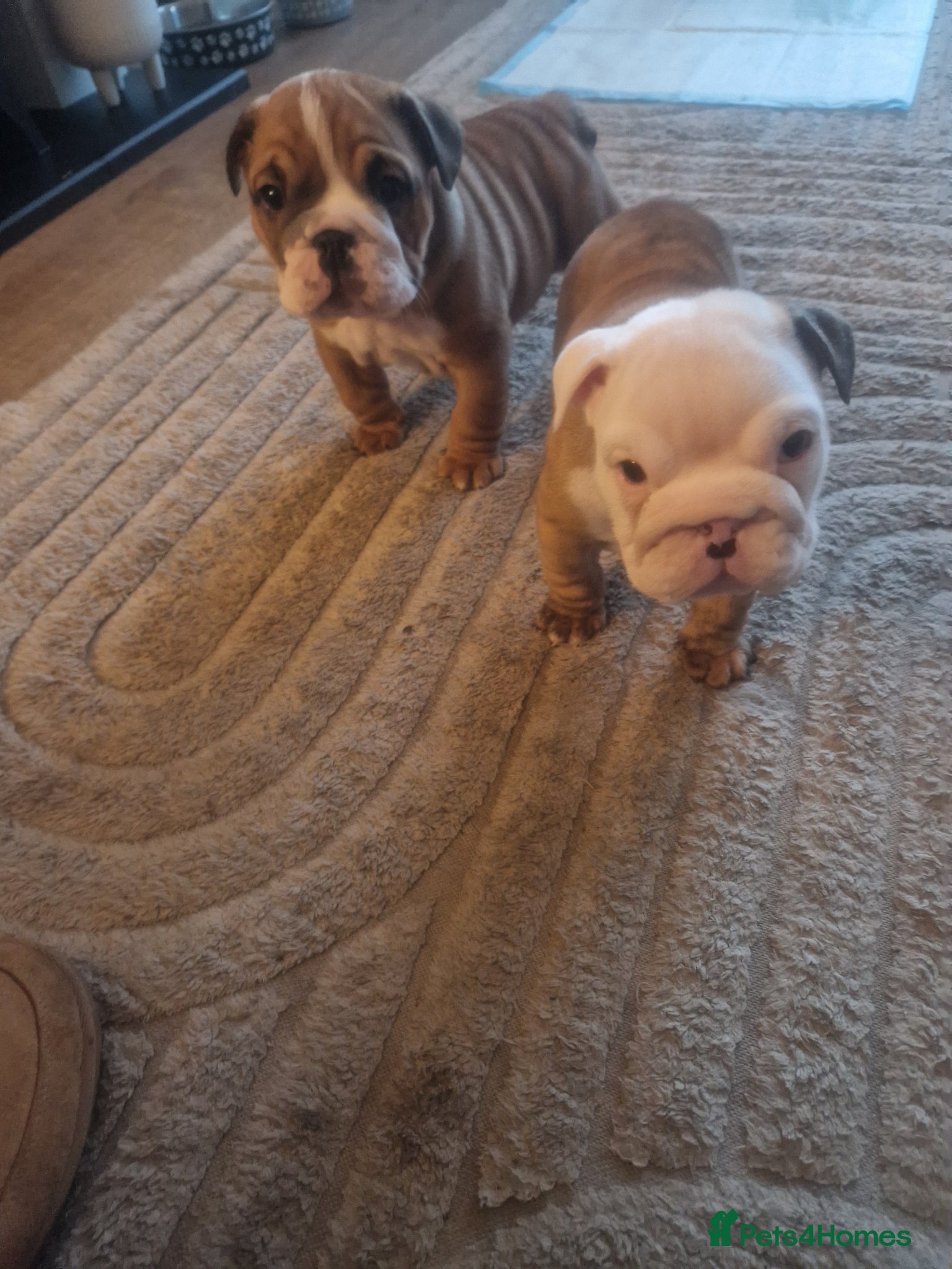 English Bulldog dogs British bulldog puppies  - Advert 3