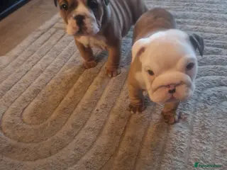 English Bulldog dogs British bulldog puppies - Advert 3