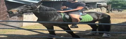 Irish Draught horses for sale: Rolo Irish draught x cob 4yr old gelding in Tilbury - Advert 9