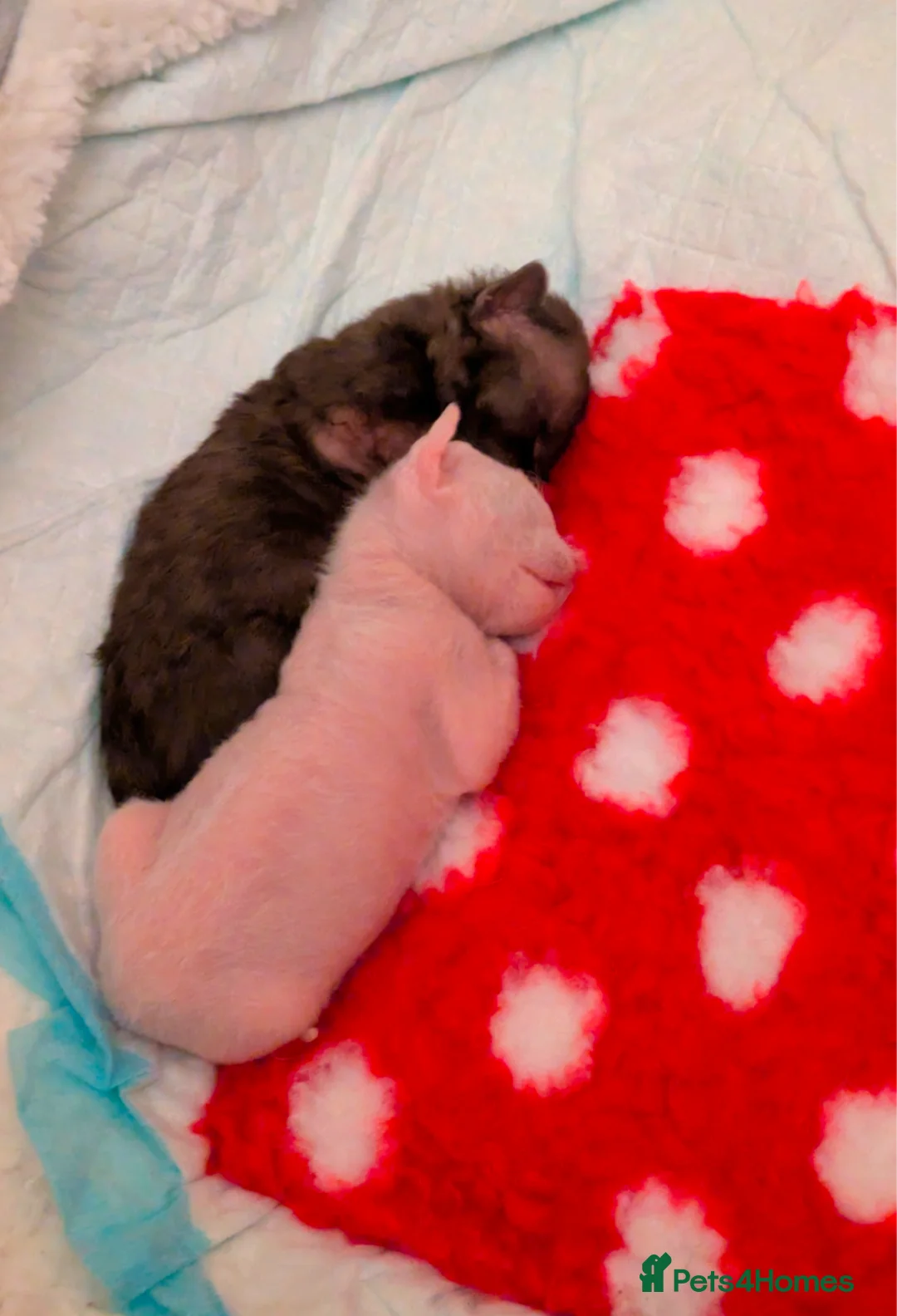 Devon Rex cats for sale: Two of the most beautiful Devon rex kittens  - Advert 1
