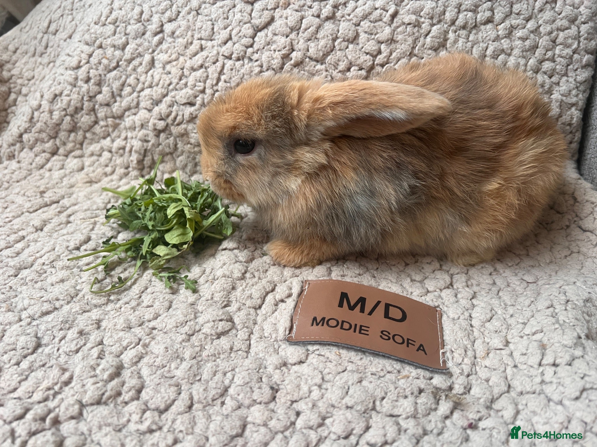 Mini Lop rabbits 6 MIXED GENDER BEAUTIFUL MINI LOP BUNNYS FOR SALE - Advert 2