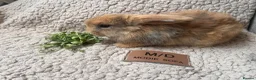 Mini Lop rabbits for sale: 6 MIXED GENDER BEAUTIFUL MINI LOP BUNNYS FOR SALE - Advert 2