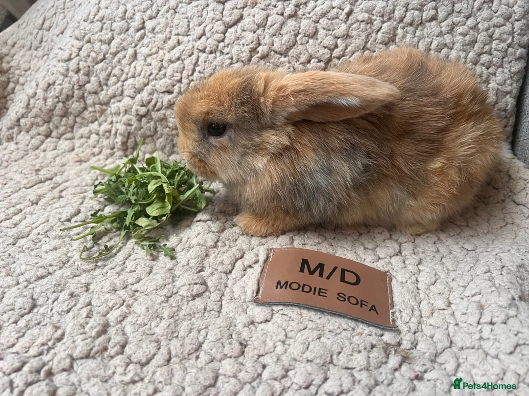 Mini Lop rabbits for sale: 6 MIXED GENDER BEAUTIFUL MINI LOP BUNNYS FOR SALE - Advert 2
