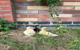 Ducks poultry for sale: Female Muscovy ducklings  - Image 4