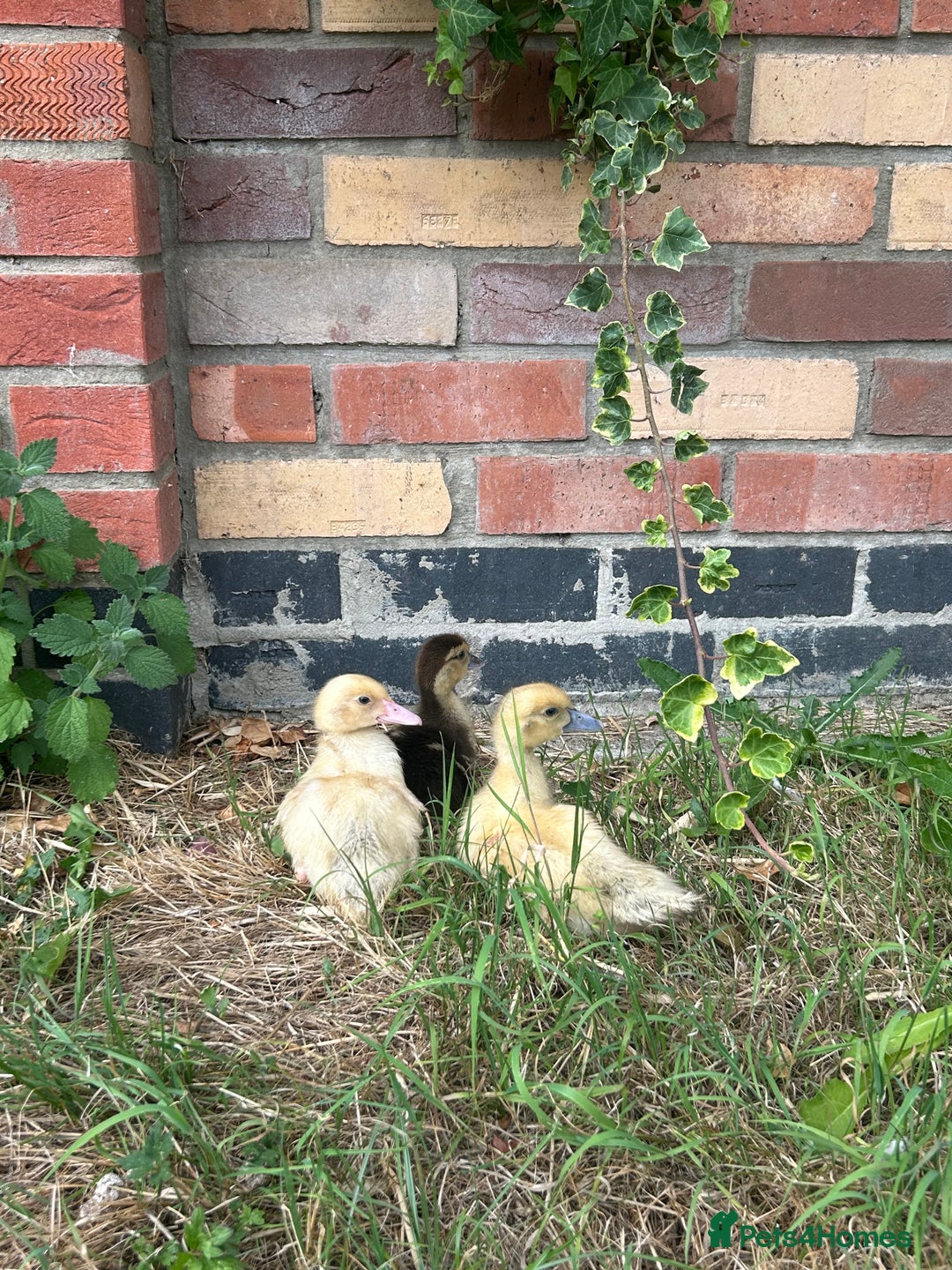 Ducks poultry for sale: Female Muscovy ducklings  - Image 4