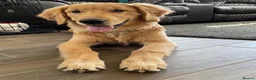Golden Retriever dogs for sale: 2 adorable Golden Retrievers - Advert 3