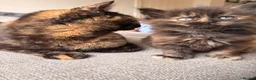 Maine Coon cats for sale: Beautiful Maine coon x BSH - Advert 2