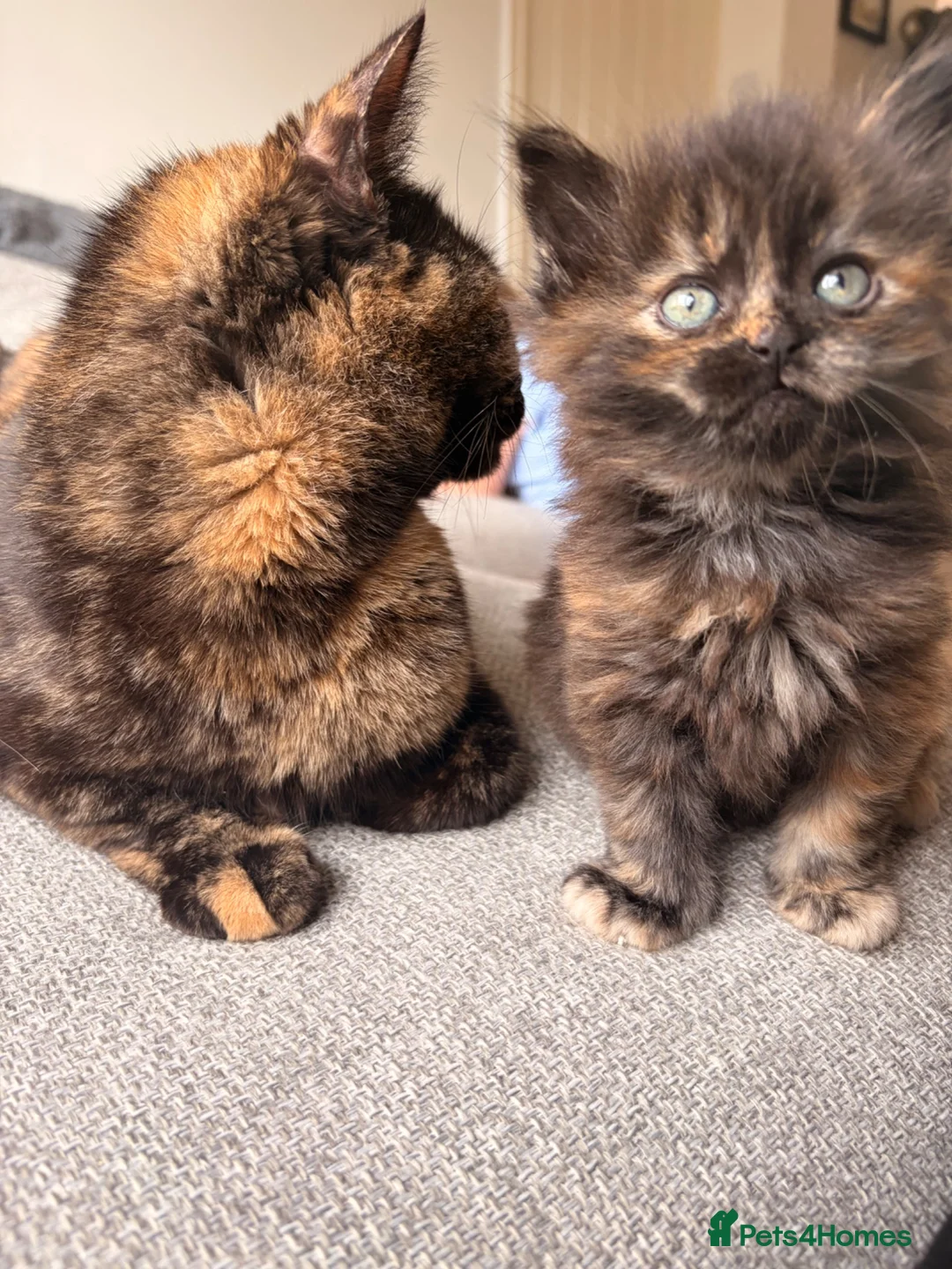 Maine Coon cats for sale: Beautiful Maine coon x BSH - Advert 2
