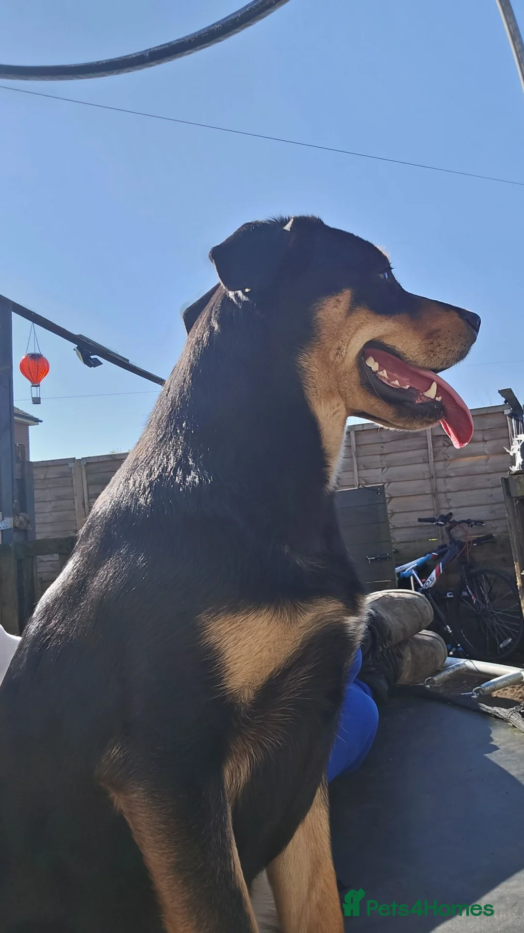 Mixed Breed dogs for sale: Staffy x shepherd in need of a home - Advert 2