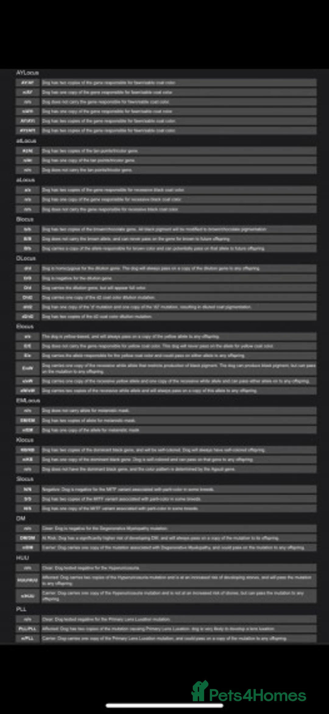 Jack Russell dogs for stud: Quality chocolate and tan miniature jack russell in Glossop - Advert 6
