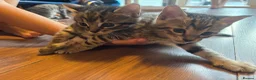Mixed Breed cats for sale: Beautiful kittens - Advert 2
