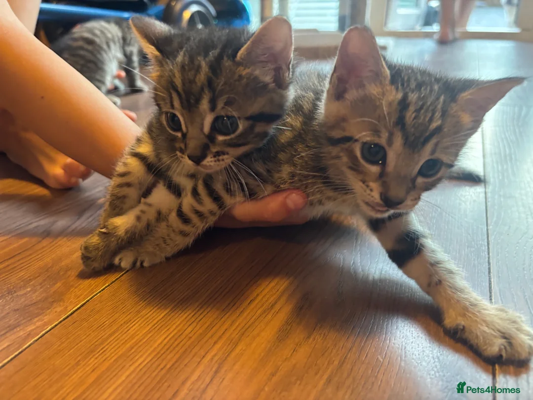 Mixed Breed cats for sale: Beautiful kittens - Advert 2