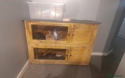 Mixed Breed rabbits for sale: 2 girls comes with everything  - Advert 8