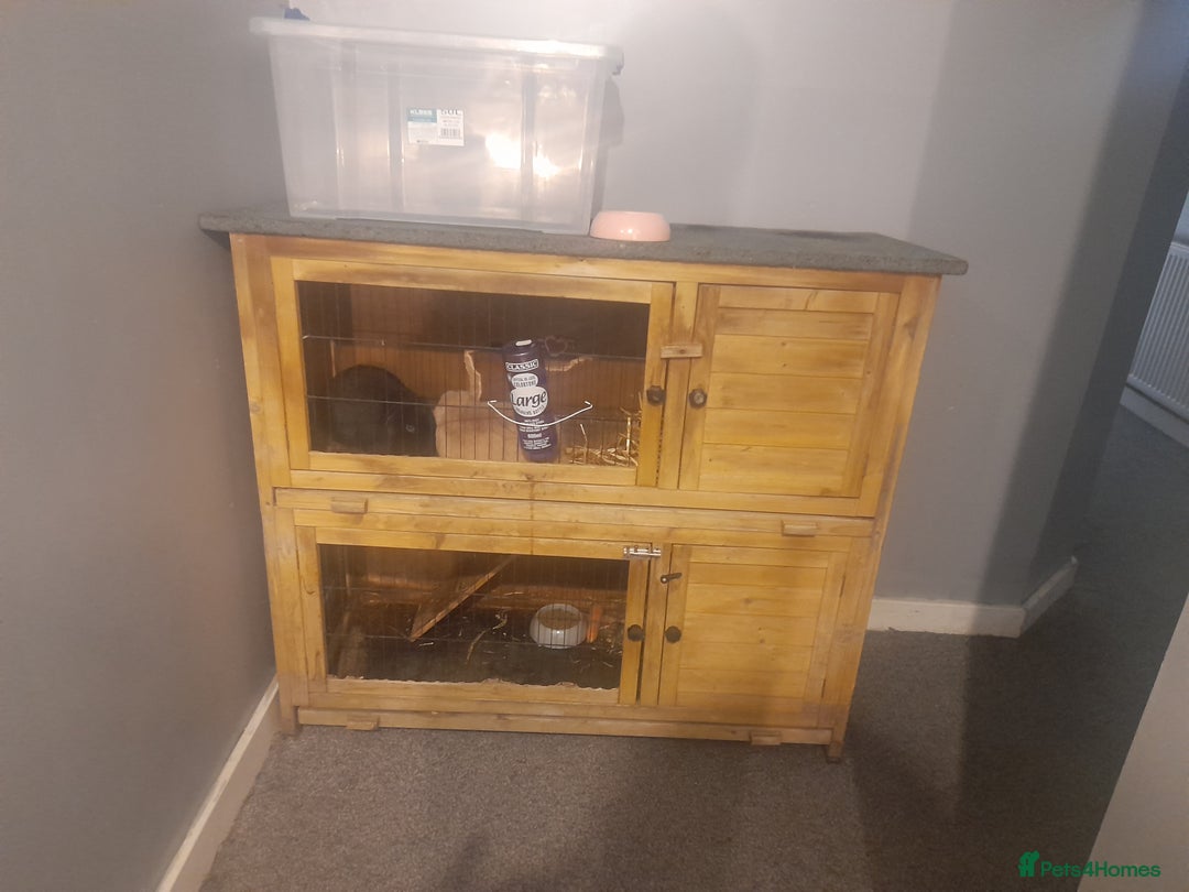 Mixed Breed rabbits for sale: 2 girls comes with everything  - Advert 8