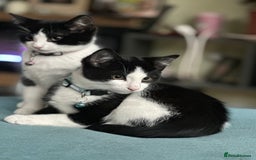 Mixed Breed cats for sale: Beautiful tuxedo kittens  - Image 18