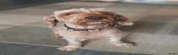 Cockapoo dogs for sale: Cockapoo Male Puppies  in Clacton-on-Sea - Advert 1