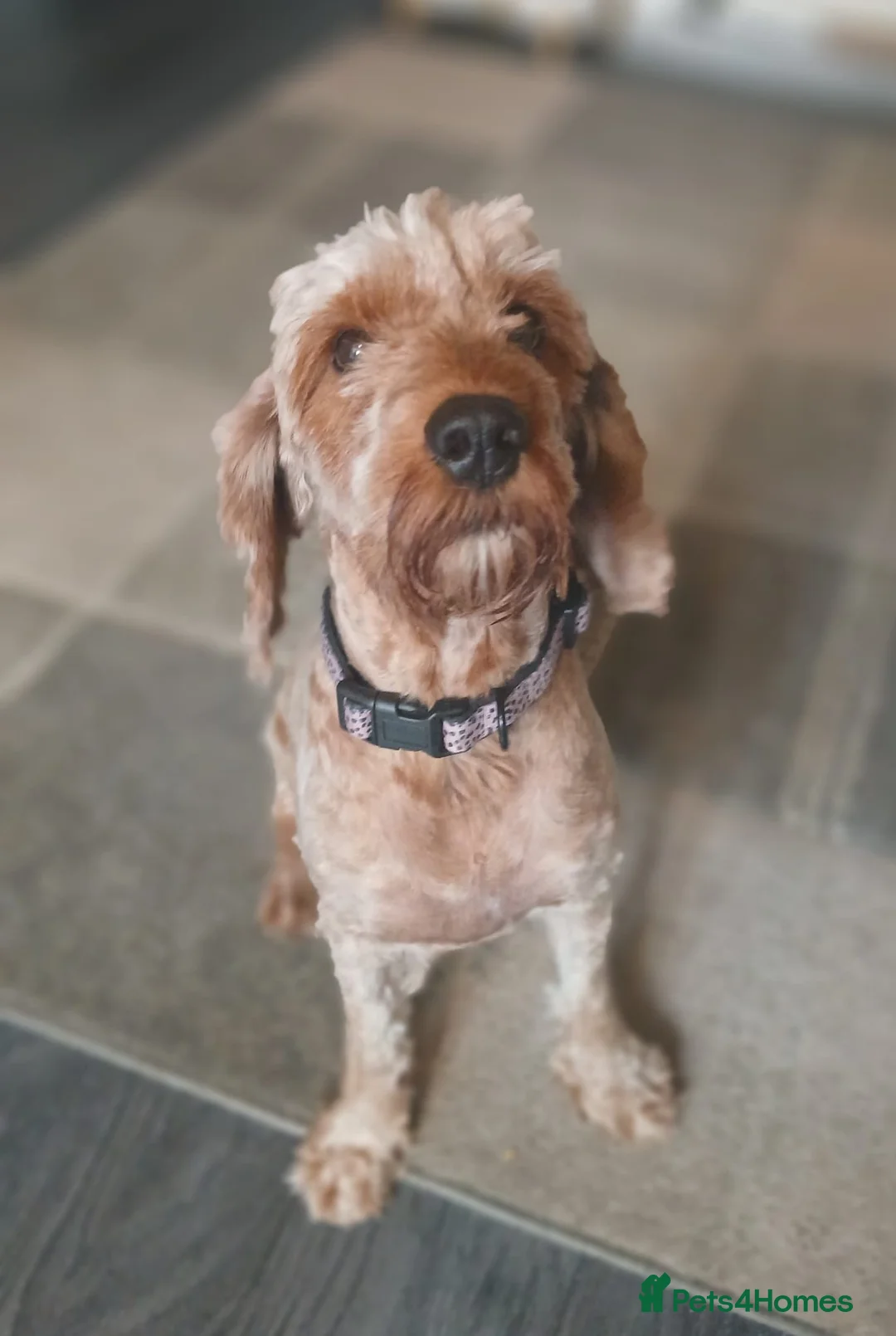Cockapoo dogs for sale: Cockapoo Male Puppies  in Clacton-on-Sea - Advert 1