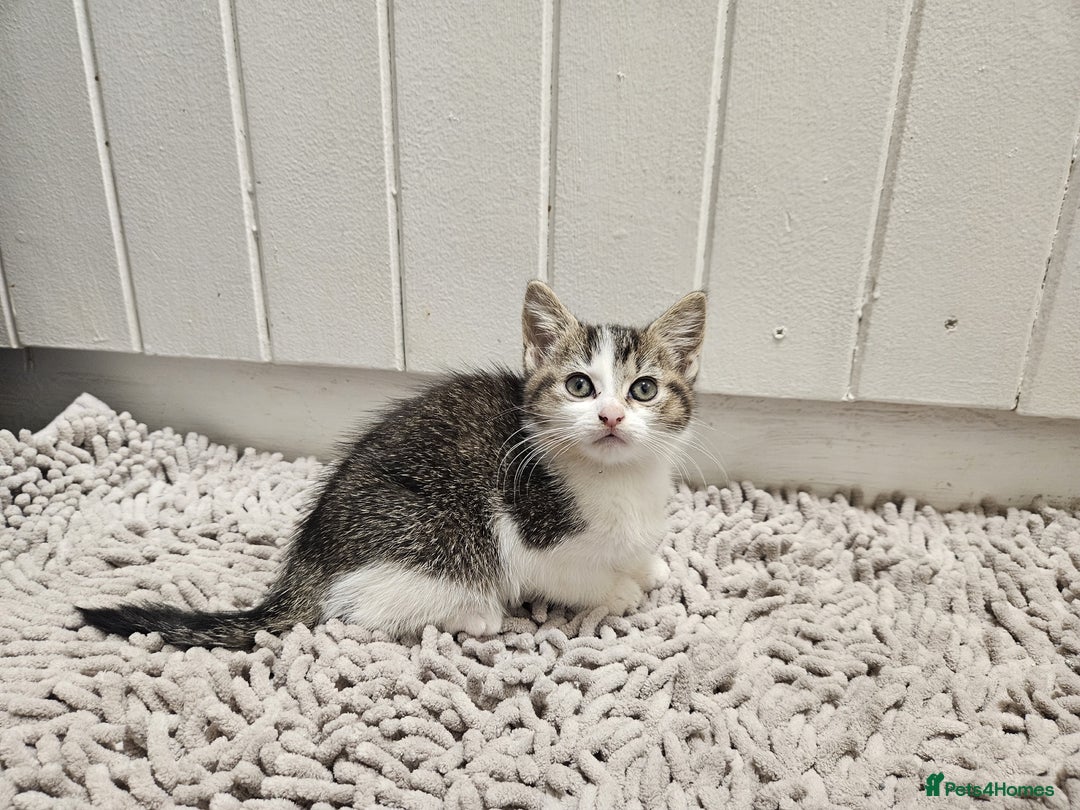 Mixed Breed cats for sale: Ragdoll x kittens - Advert 9