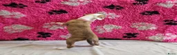 Lurcher dogs for sale: Lurcher pups - Advert 11